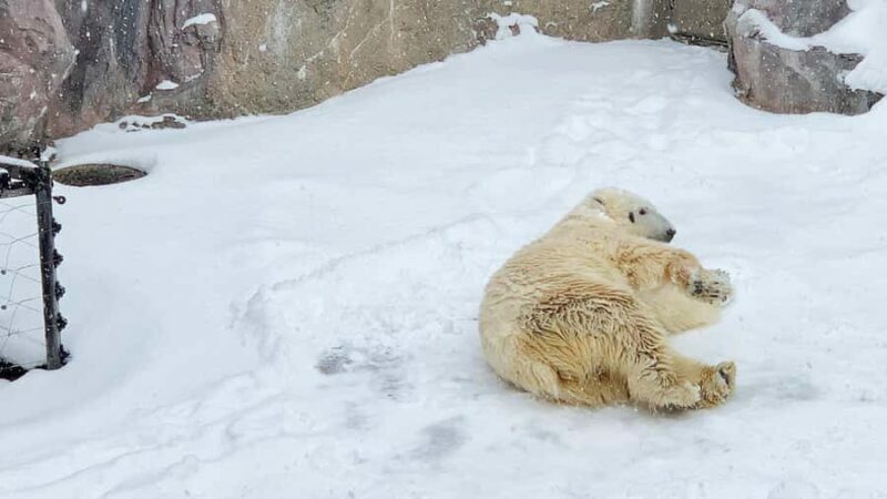 Penguin Fun & Snowmobile : Sapporo Winter (Asahiyama Zoo) - Key Points