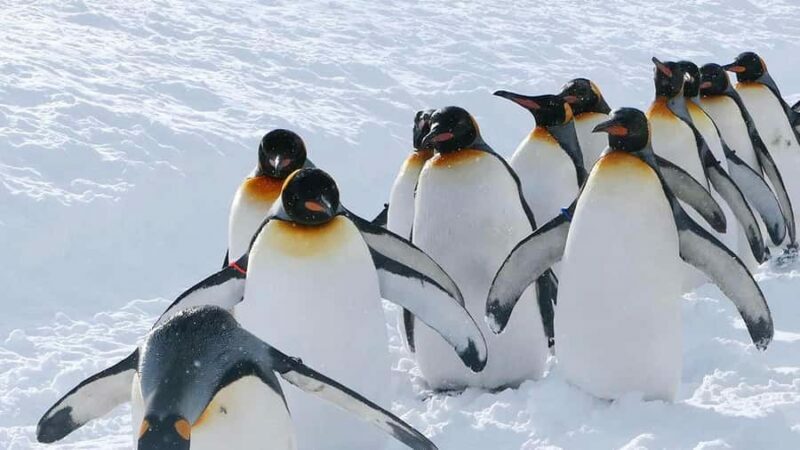 Penguin Fun & Snowmobile : Sapporo Winter (Asahiyama Zoo) - Practical Considerations