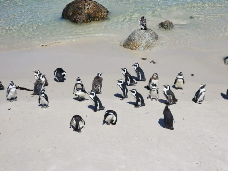 Penguin Half-Day Tour With Ticket Included (Join a Group) - Key Points