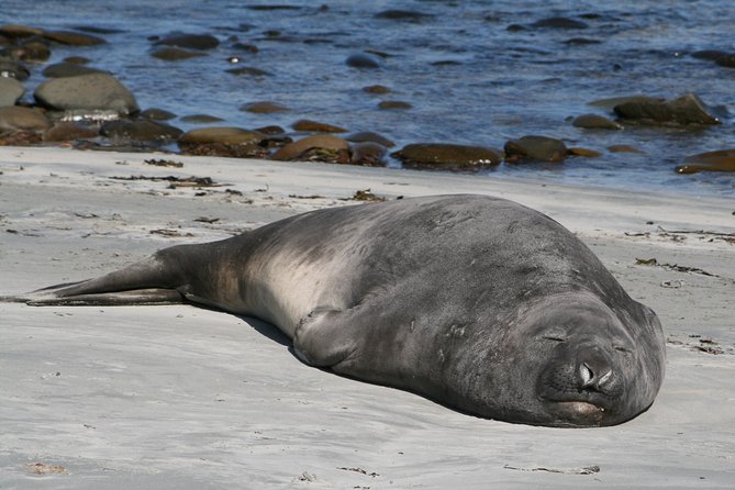Penguins, Elephant Seals and City Attractions at Falkland Islands - Key Points