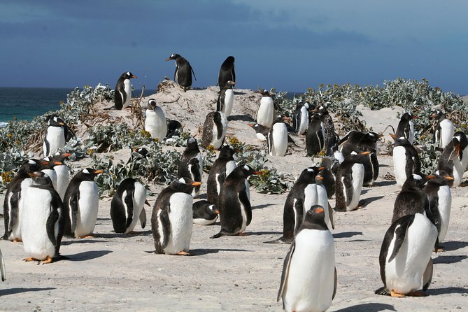 Penguins, Elephant Seals and City Attractions at Falkland Islands - Sighting of Gentoo Penguins