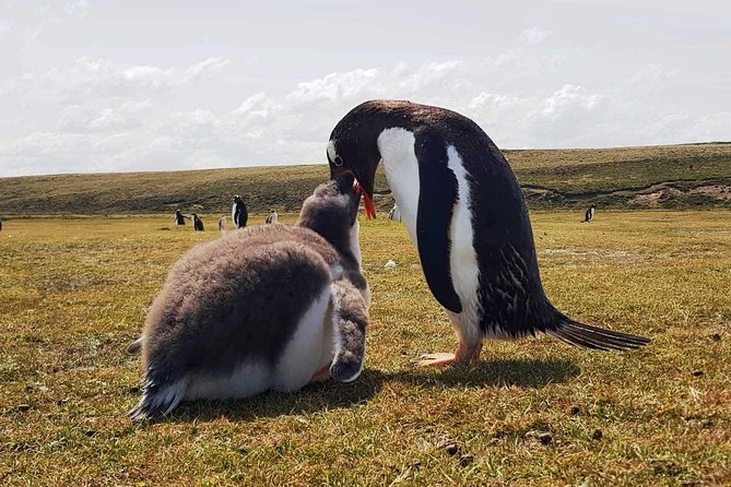 Penguins, Elephant Seals and City Attractions at Falkland Islands - Pricing and Cancellation Policy