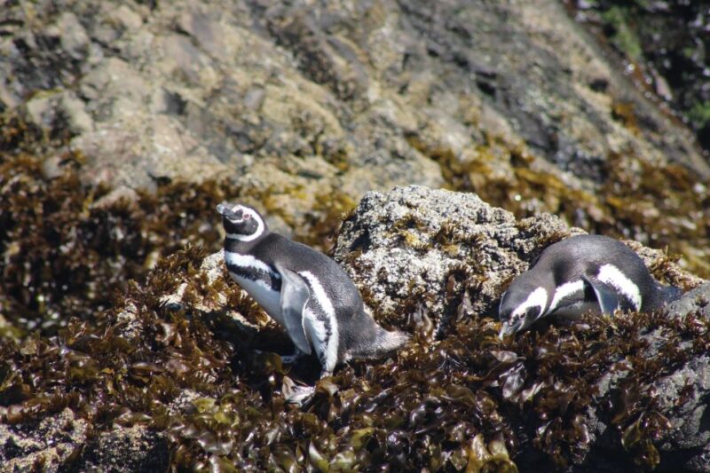 Penguins in Chiloé: Rocks and Birds. - Experience Highlights