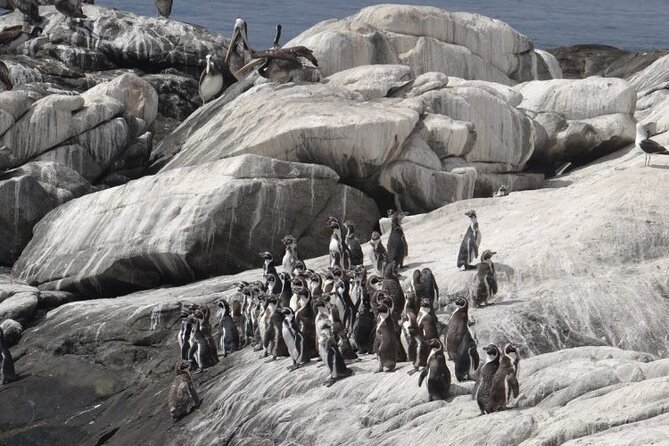Penguins Island Horse Riding & Picnic From Valparaiso - Cancellation and Refund Policy