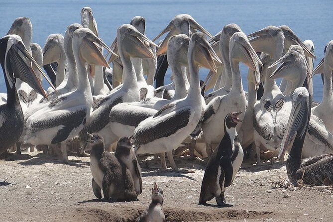 Penguins Island Horse Riding & Picnic From Valparaiso - Highlights of the Penguins Island