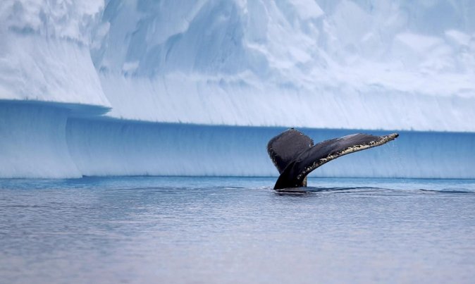 Penguins Reserve at Magdalena in the Strait of Magellan - Key Points