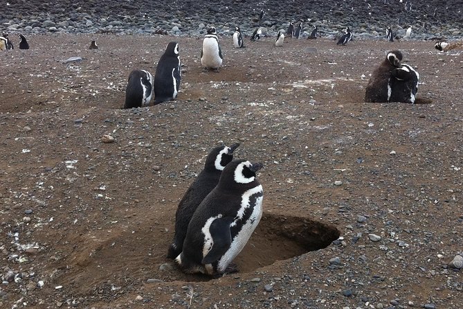 Penguins Reserve at Magdalena in the Strait of Magellan - Accessibility and Requirements