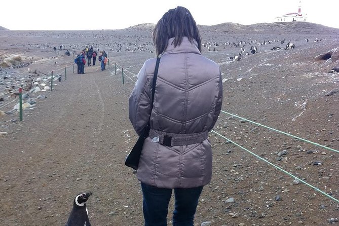 Penguins Reserve at Magdalena in the Strait of Magellan - Getting to Magdalena Island