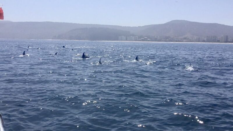 Penguins, Sea Lions, Sandboard, Chilean Food & Drinks - Included in the Tour