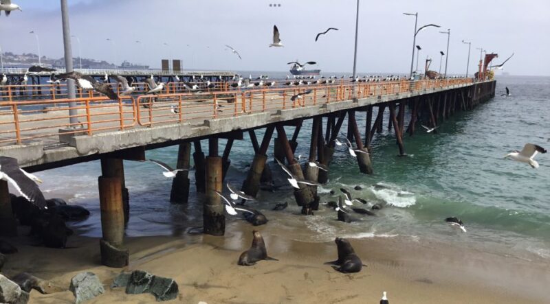 Penguins, Sea Lions, Sandboard, Chilean Food & Drinks - Important Information
