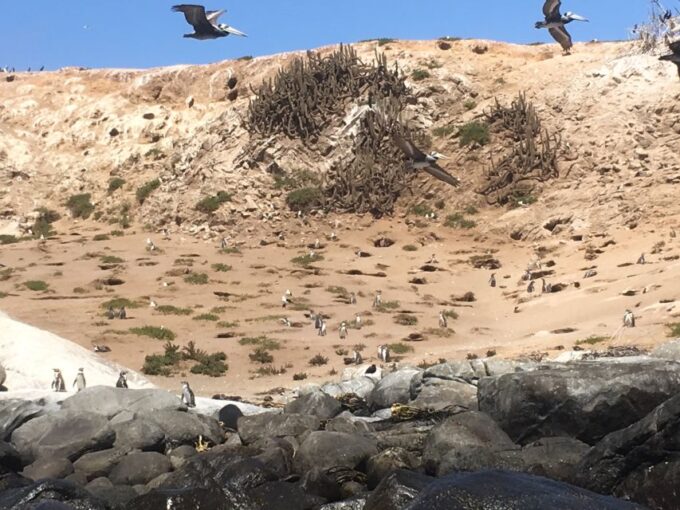 Penguins, Sea Lions, Sandboard, Chilean Food & Drinks - Scenic Drives and Landscapes