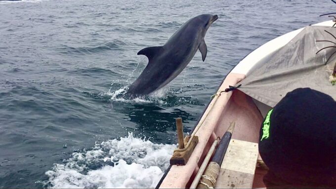 Penguins, Sea Lions, Sandboard, Chilean Food & Drinks - Traveler Experiences