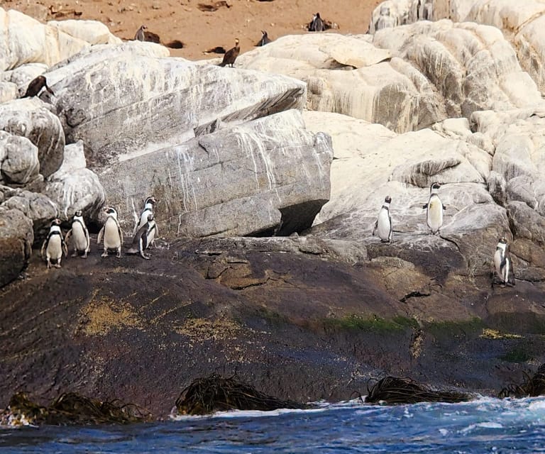 Penguins Watching Cachagua Island in Zapallar From Santiago - Key Points