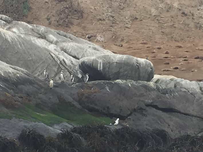 Penguins Watching Cachagua Island in Zapallar From Santiago - Itinerary Details