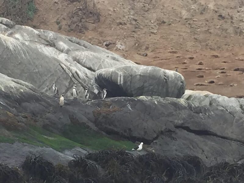 Penguins Watching Cachagua Island in Zapallar From Santiago - Included in the Tour