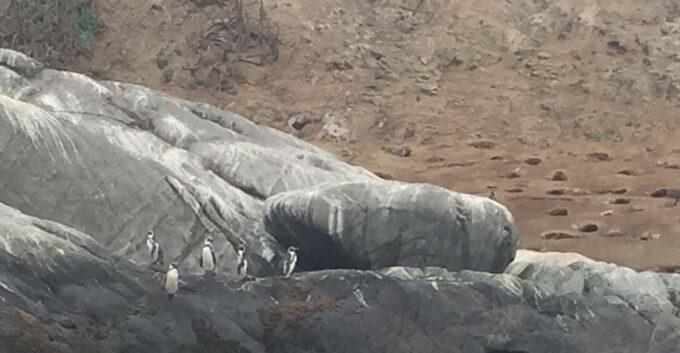Penguins Watching Cachagua Island in Zapallar From Santiago - Cancellation Policy