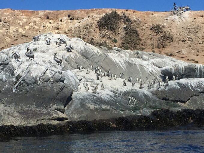 Penguins Watching Cachagua Island in Zapallar From Santiago - Frequently Asked Questions