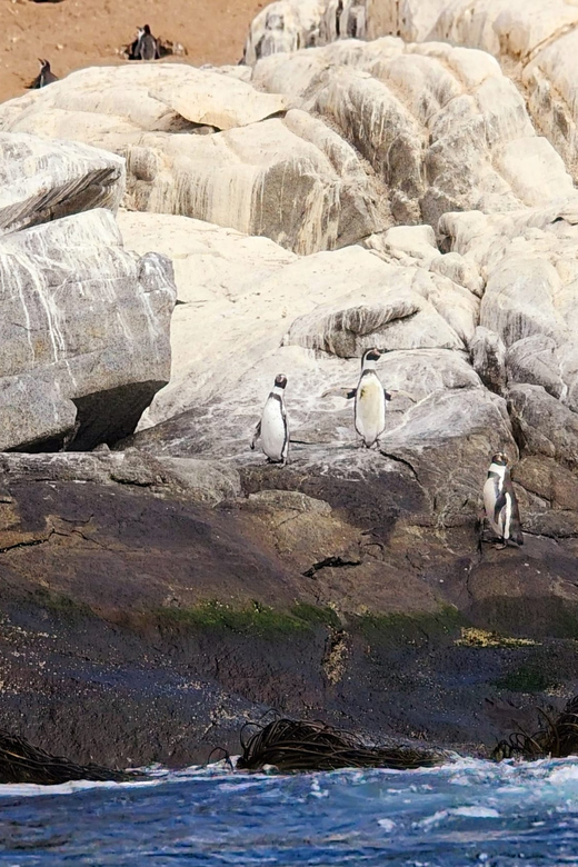 Penguins Watching Cachagua Island in Zapallar From Santiago - Important Information
