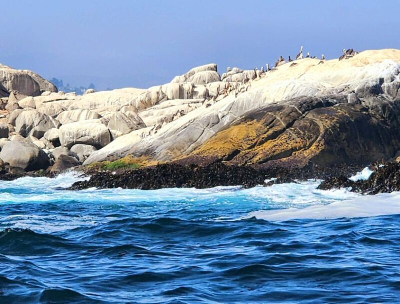 Penguins Watching Cachagua Island - Zapallar From Valparaiso - Key Points