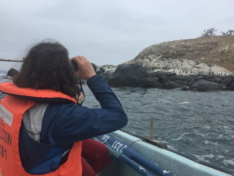 Penguins Watching Cachagua Island - Zapallar From Valparaiso - Important Information
