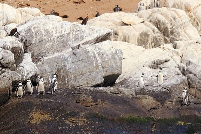 Penguins Watching Navigation Cachagua Island& Lunch From SANTIAGO - Tour Overview