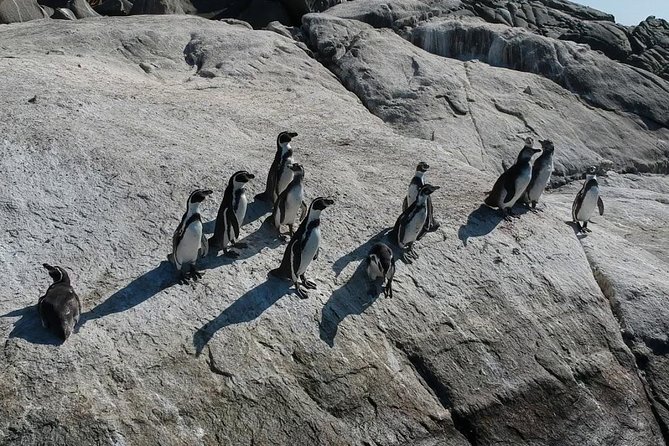 Penguins Watching Navigation Cachagua Island& Lunch From SANTIAGO - Traveler Experience