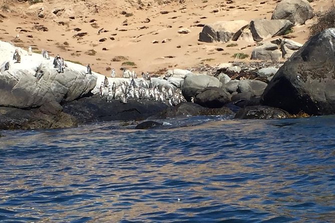 Penguins Watching-Navigation & HorseRide & Barbecue From Santiago - Key Points