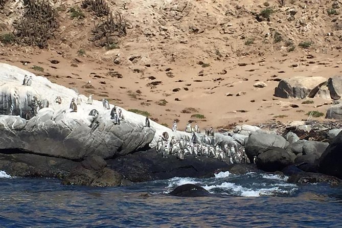 Penguins Watching-Navigation & HorseRide & Barbecue From Santiago - Pricing and Duration