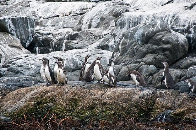 Penguins Watching-Navigation & HorseRide&Barbecue From VALPARAISO - Penguin Watching Experience