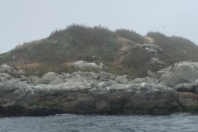 Penguins Watching-Navigation & HorseRide&Barbecue From VALPARAISO - Tour Duration and Suitability
