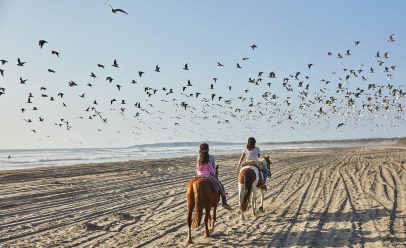 Penguins Watching&HorseRiding&Barbecue Beach&Dunes FromStgo - Penguin Watching on Cachagua Island