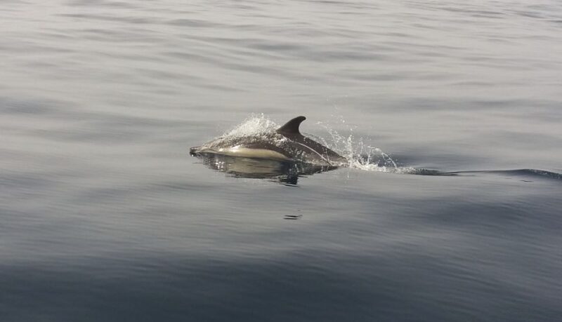 Peniche: Dolphin Route Boat Trip - Activity Overview