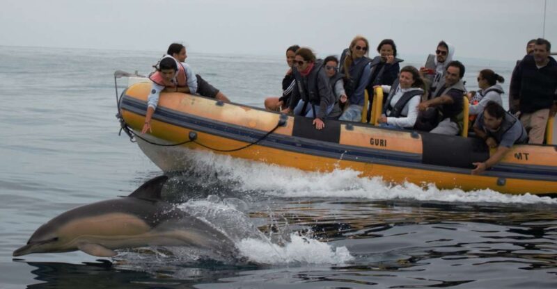 Peniche: Dolphin Route Boat Trip - Duration and Language Options