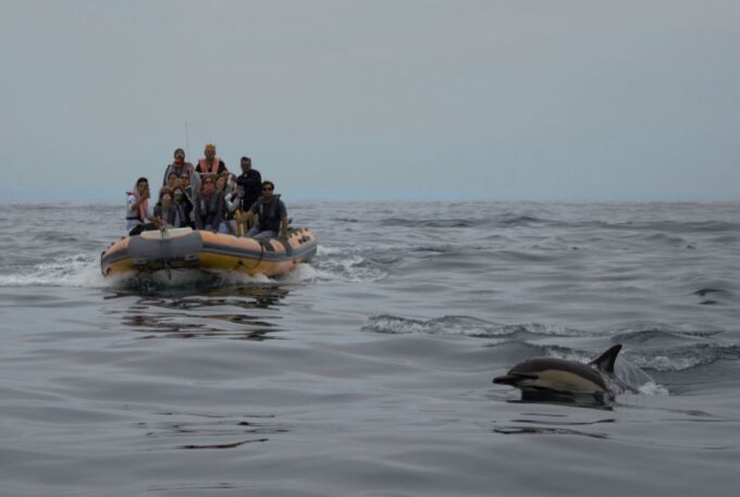 Peniche: Dolphin Route Boat Trip - Crew and Customer Feedback