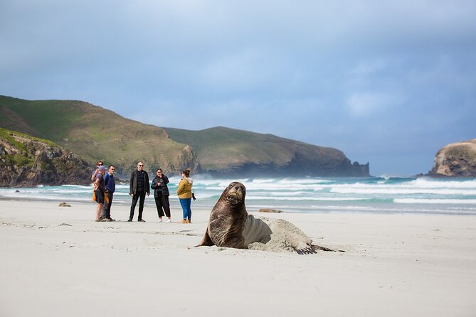 Peninsula Encounters + Wildlife Cruise - Tour Expectations and Accessibility