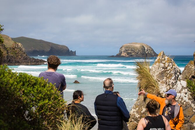Peninsula Encounters + Wildlife Cruise - Penguin Colony at Penguin Place