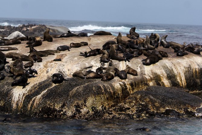 Peninsula Tour Cape Town - Seal Island Boat Trip