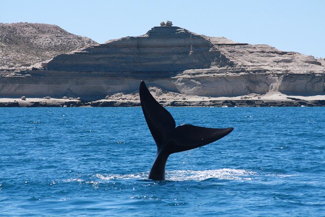 Peninsula Valdes & Estancia San Lorenzo Full Day Tour - Key Points