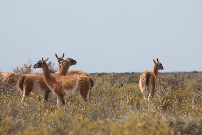 Peninsula Valdes & Estancia San Lorenzo Full Day Tour - Whales and Wildlife Spotting