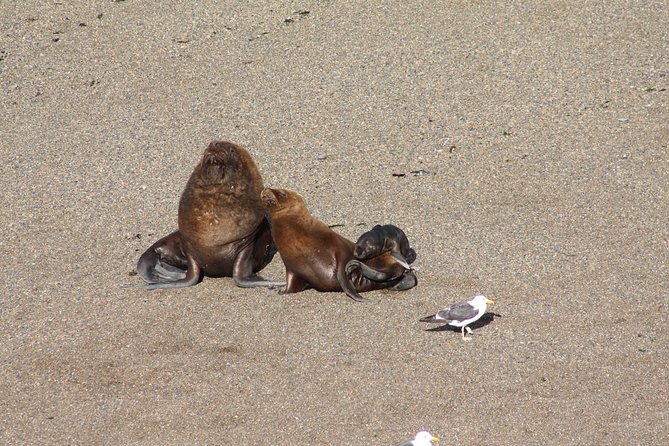 Peninsula Valdes & Estancia San Lorenzo Full Day Tour - Booking and Reviews