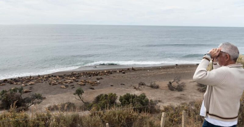 Peninsula Valdes Full Day Tour - Highlights and Experience