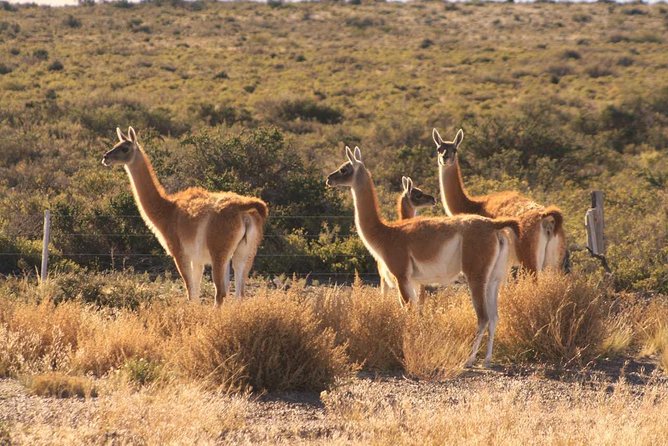 Peninsula Valdes, Full Daytour or Shore Excursion - Key Points