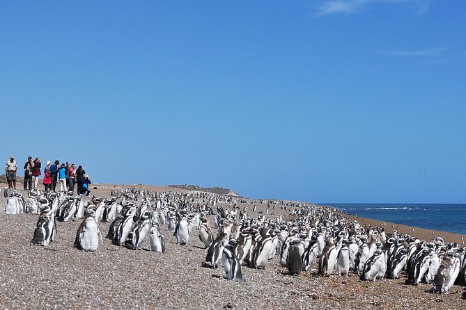 Peninsula Valdes Penguin Exploration & Punta Norte - Key Points
