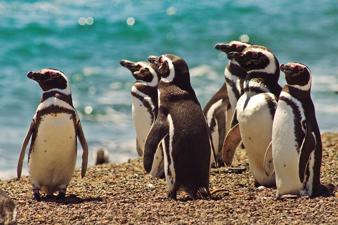 Peninsula Valdes Penguin Exploration & Punta Norte - Penguin Sightings and Experiences