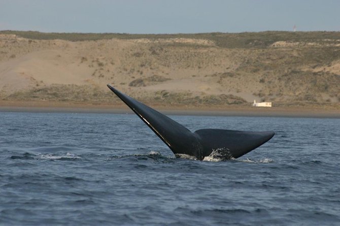 Peninsula Valdes Private Tour - Inclusions and Exclusions