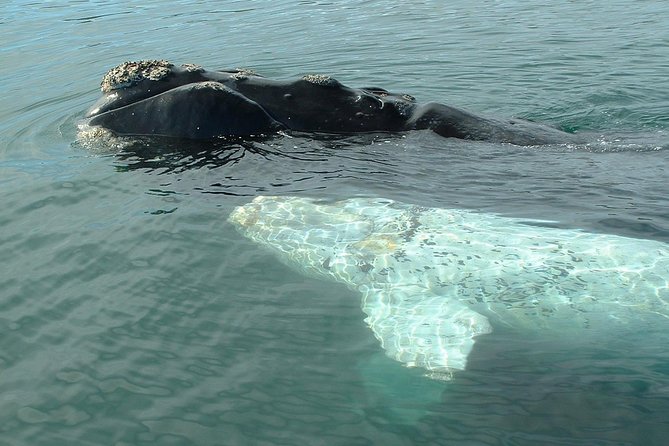 Peninsula Valdes Private Tour - Booking and Cancellation Policy