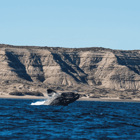 Peninsula Valdés: Shore Excursion for Cruise Passengers - Itinerary and Highlights
