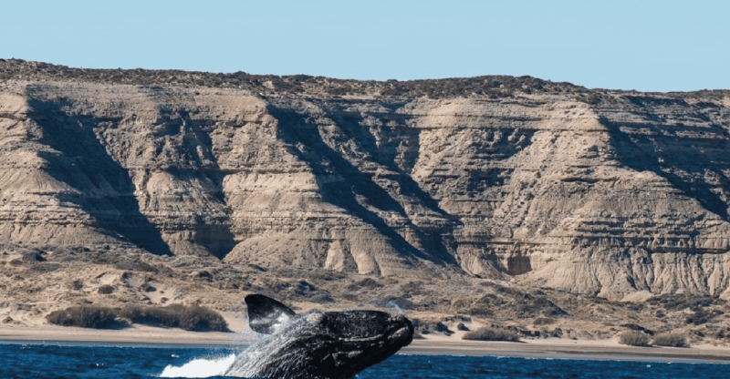 Peninsula Valdés: Shore Excursion for Cruise Passengers - Wildlife Observation
