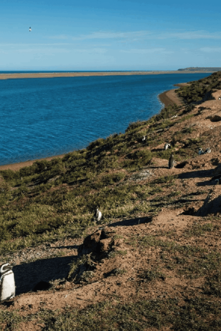 Peninsula Valdés: Shore Excursion for Cruise Passengers - Exploring the Istmo Carlos Ameghino Interpretation Center
