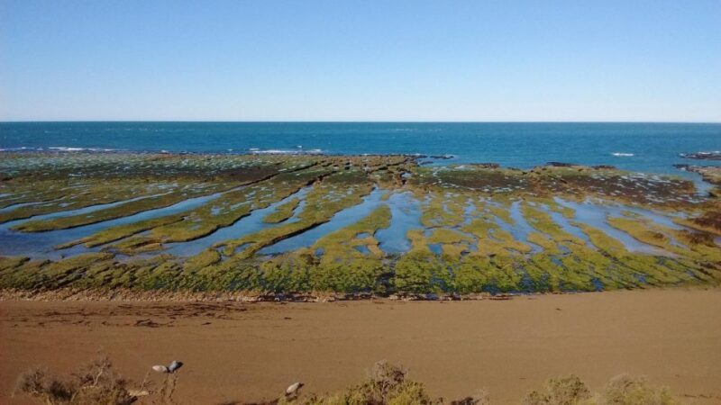 Peninsula Valdes: Shore Excursion for Cruise Passengers - Tour Inclusions and Exclusions